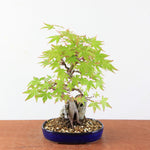 Bonsai Acer Palmatum (Japanse Esdoorn) op Steen