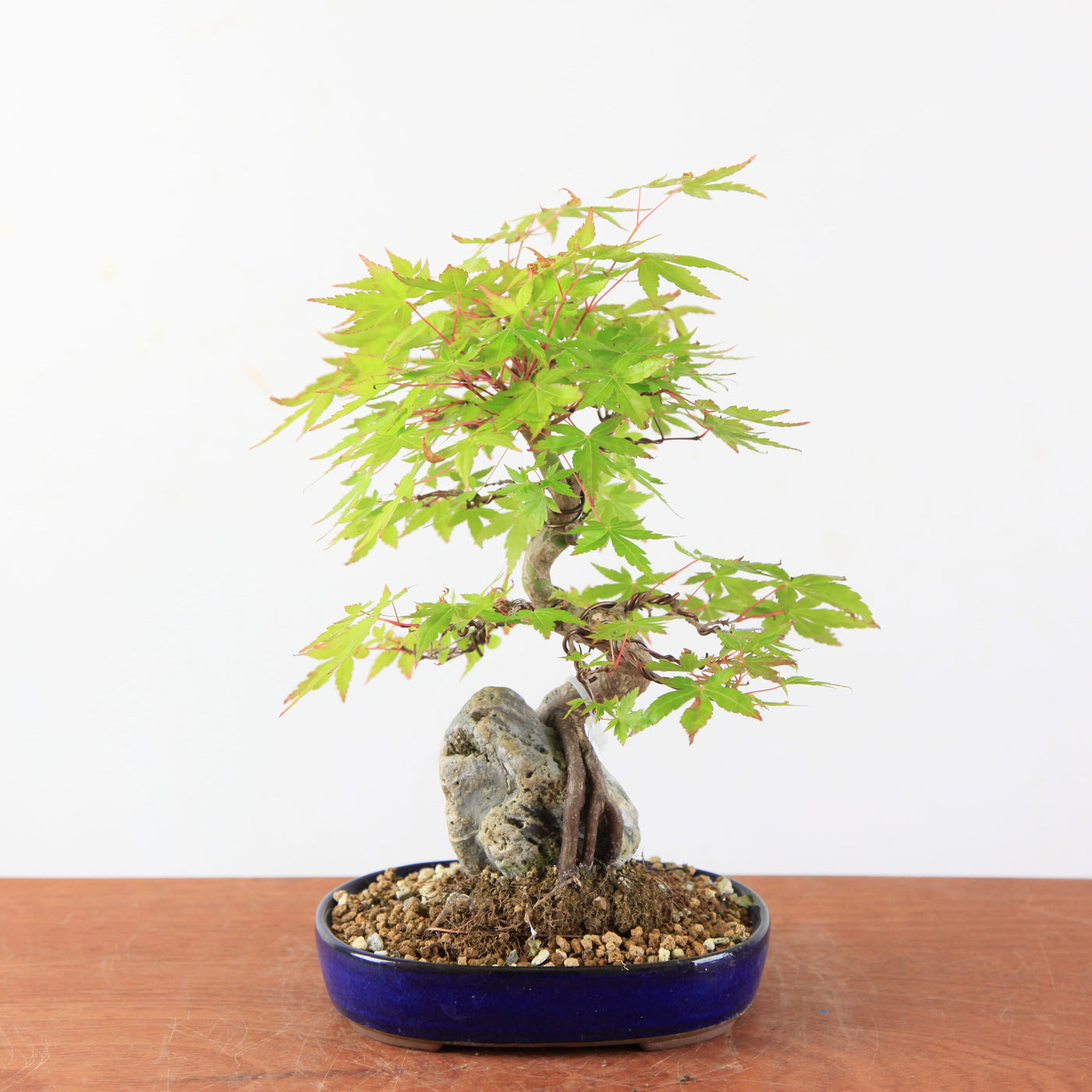 Bonsai Acer Palmatum (Japanse Esdoorn) op Steen