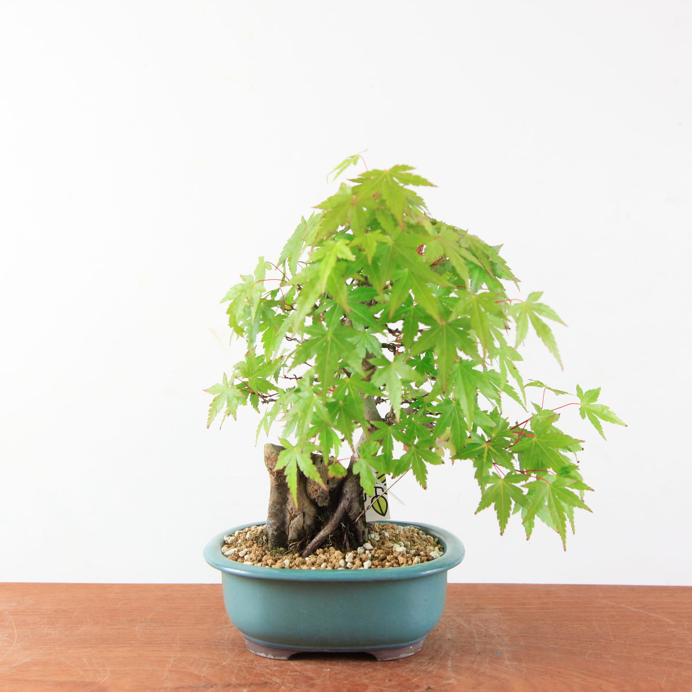 Bonsai Acer Palmatum (Japanse Esdoorn) op Steen