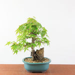 Bonsai Acer Palmatum (Japanse Esdoorn) op Steen