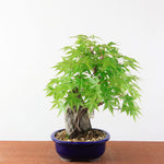 Bonsai Acer Palmatum (Japanse Esdoorn) op Steen