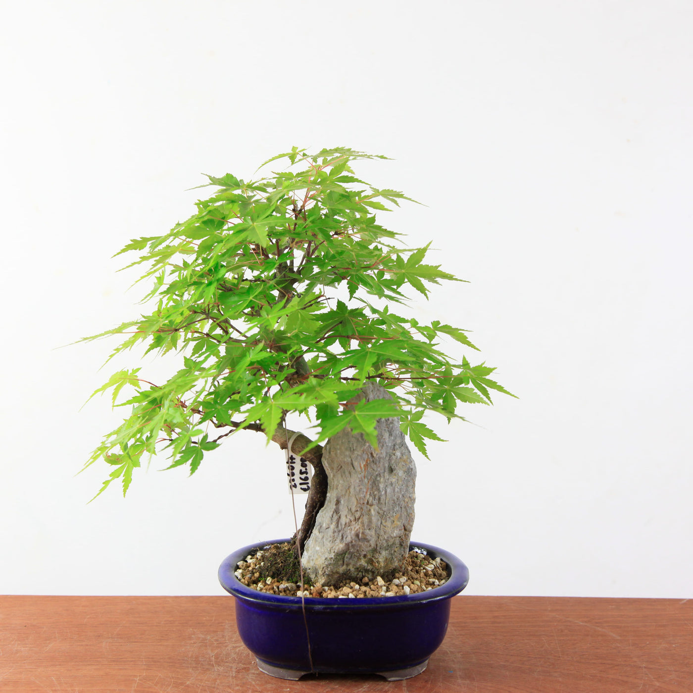 Bonsai Acer Palmatum (Japanse Esdoorn) op Steen