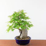 Bonsai Acer Palmatum (Japanse Esdoorn) op Steen