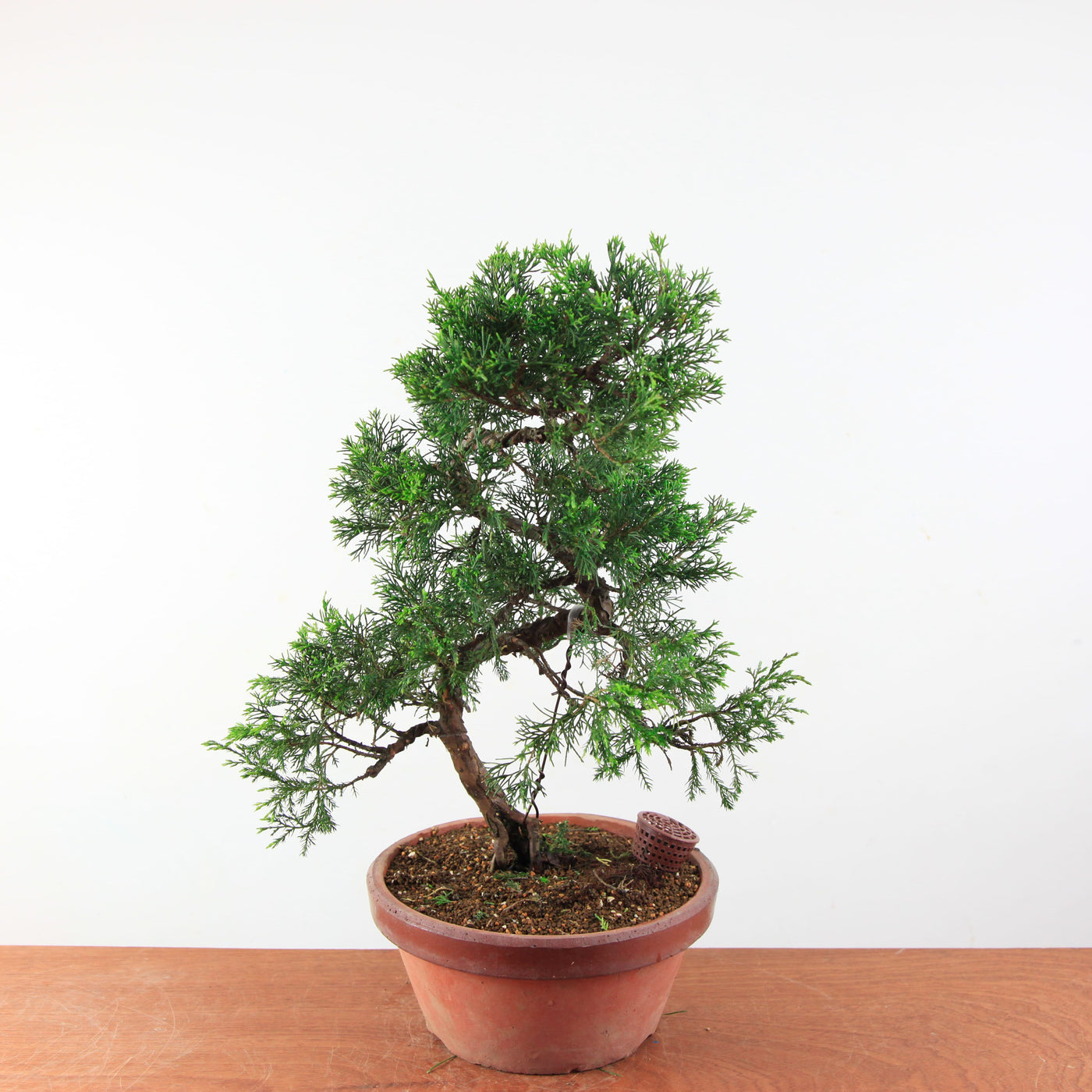 Pre-Bonsai Juniperus Itoigawa