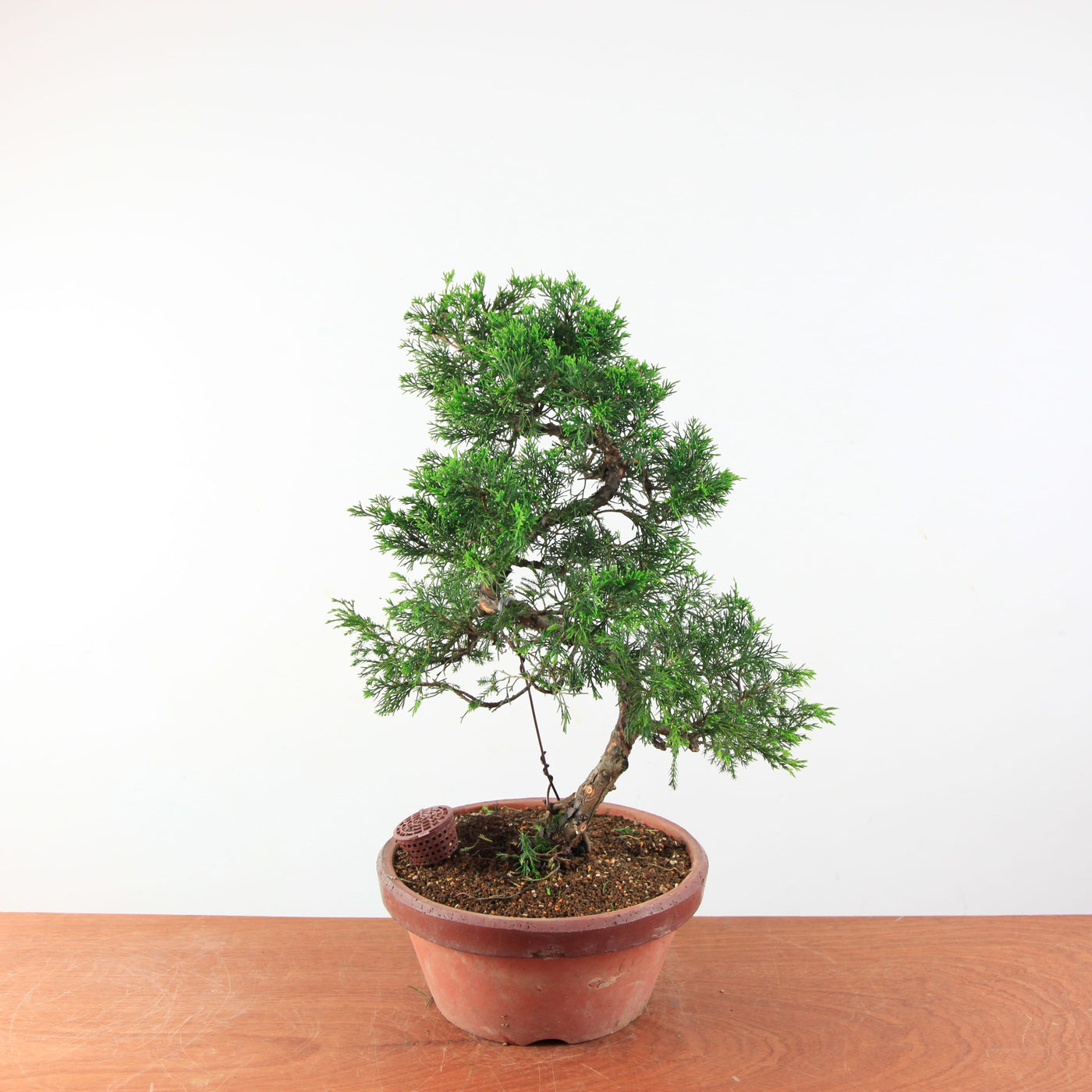 Pre-Bonsai Juniperus Itoigawa