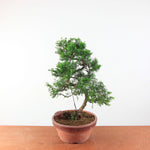Pre-Bonsai Juniperus Itoigawa