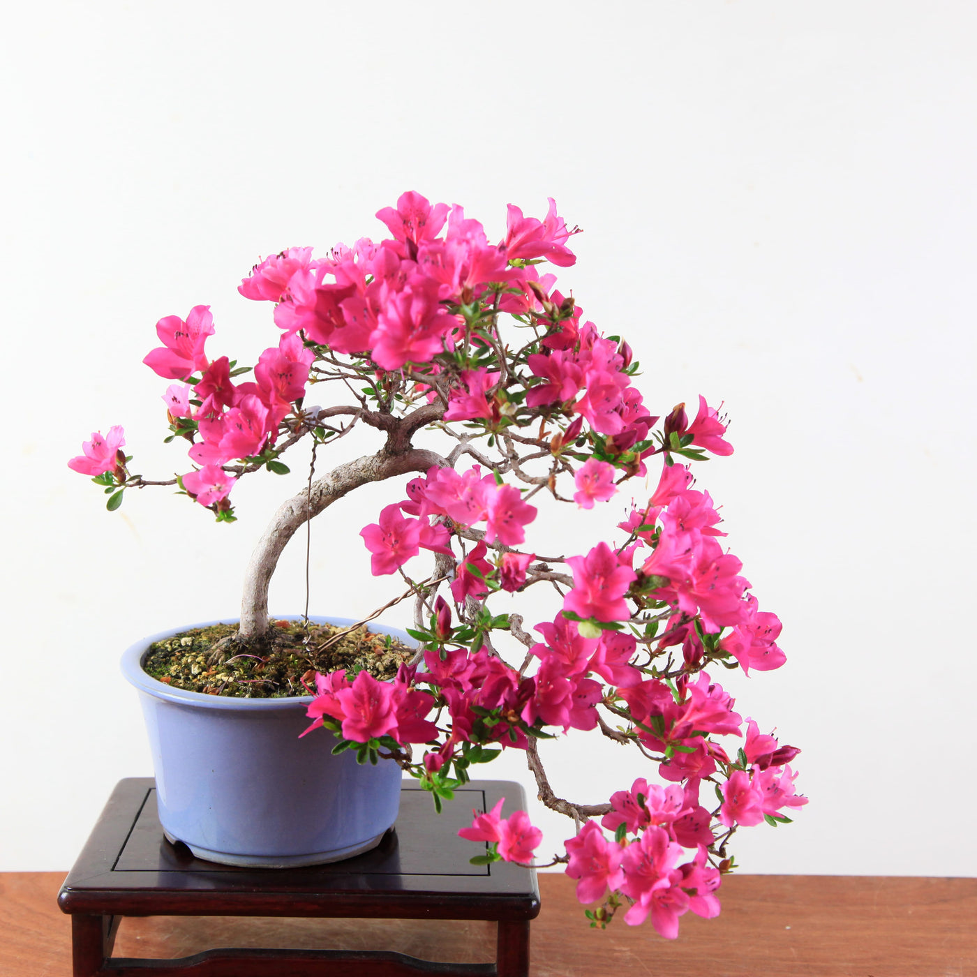 Bonsai Azalea Satsuki 'Hoshi no kagayaki'