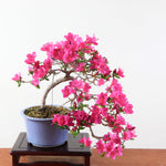 Bonsai Azalea Satsuki 'Hoshi no kagayaki'