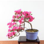 Bonsai Azalea Satsuki 'Hoshi no kagayaki'