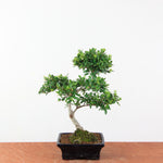 Bonsai Ilex crenata - Japanse Hulst
