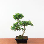 Bonsai Ilex crenata - Japanse Hulst