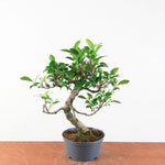 Bonsai Ficus Retusa - Binnenbonsai