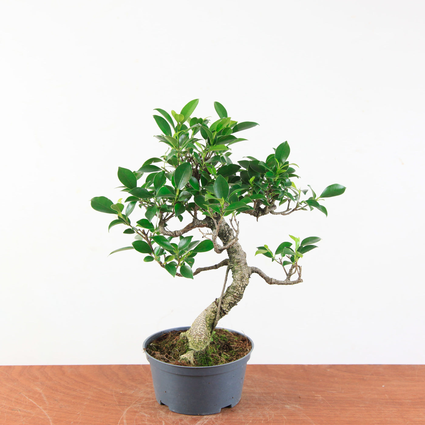 Bonsai Ficus Retusa - Binnenbonsai