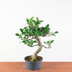 Bonsai Ficus Retusa - Binnenbonsai