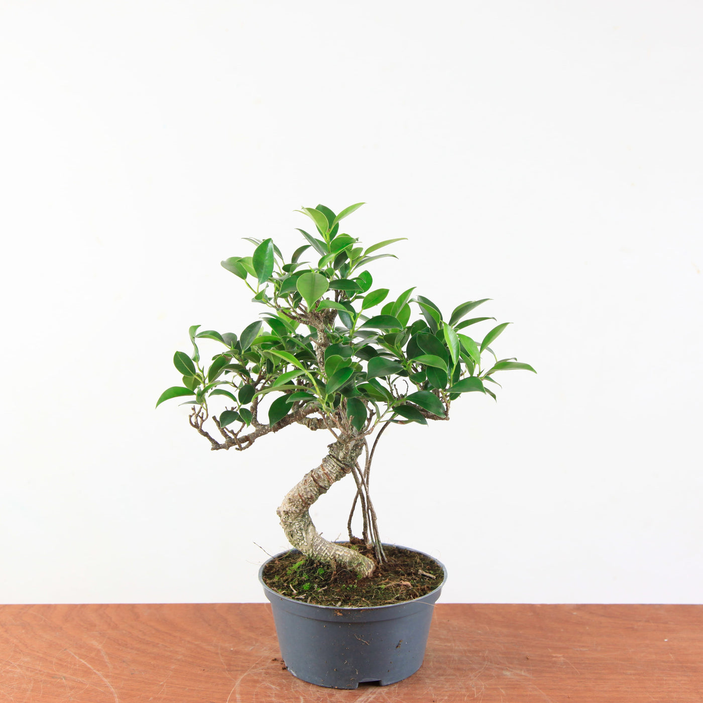 Bonsai Ficus Retusa - Binnenbonsai