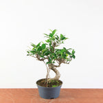 Bonsai Ficus Retusa - Binnenbonsai
