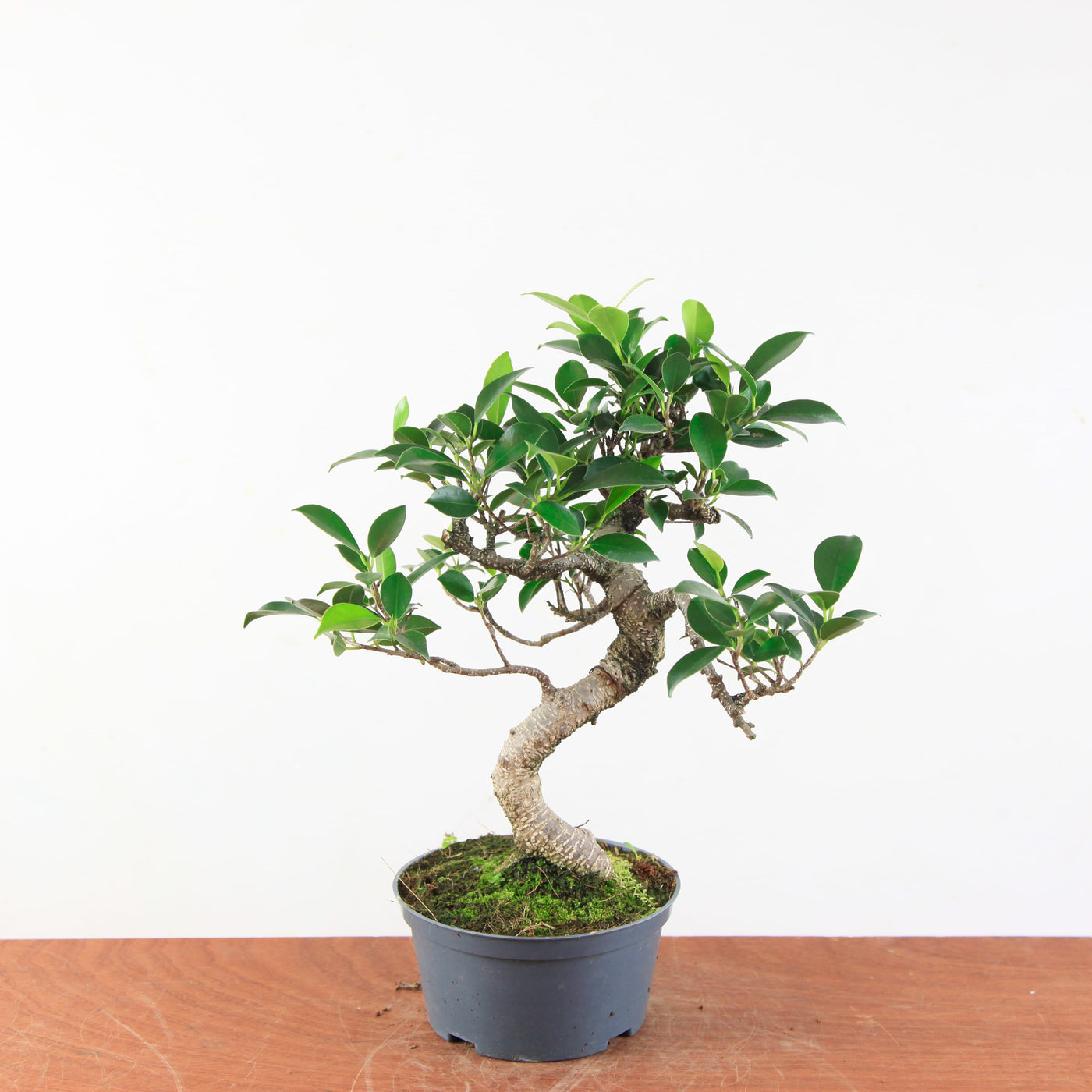 Bonsai Ficus Retusa - Binnenbonsai