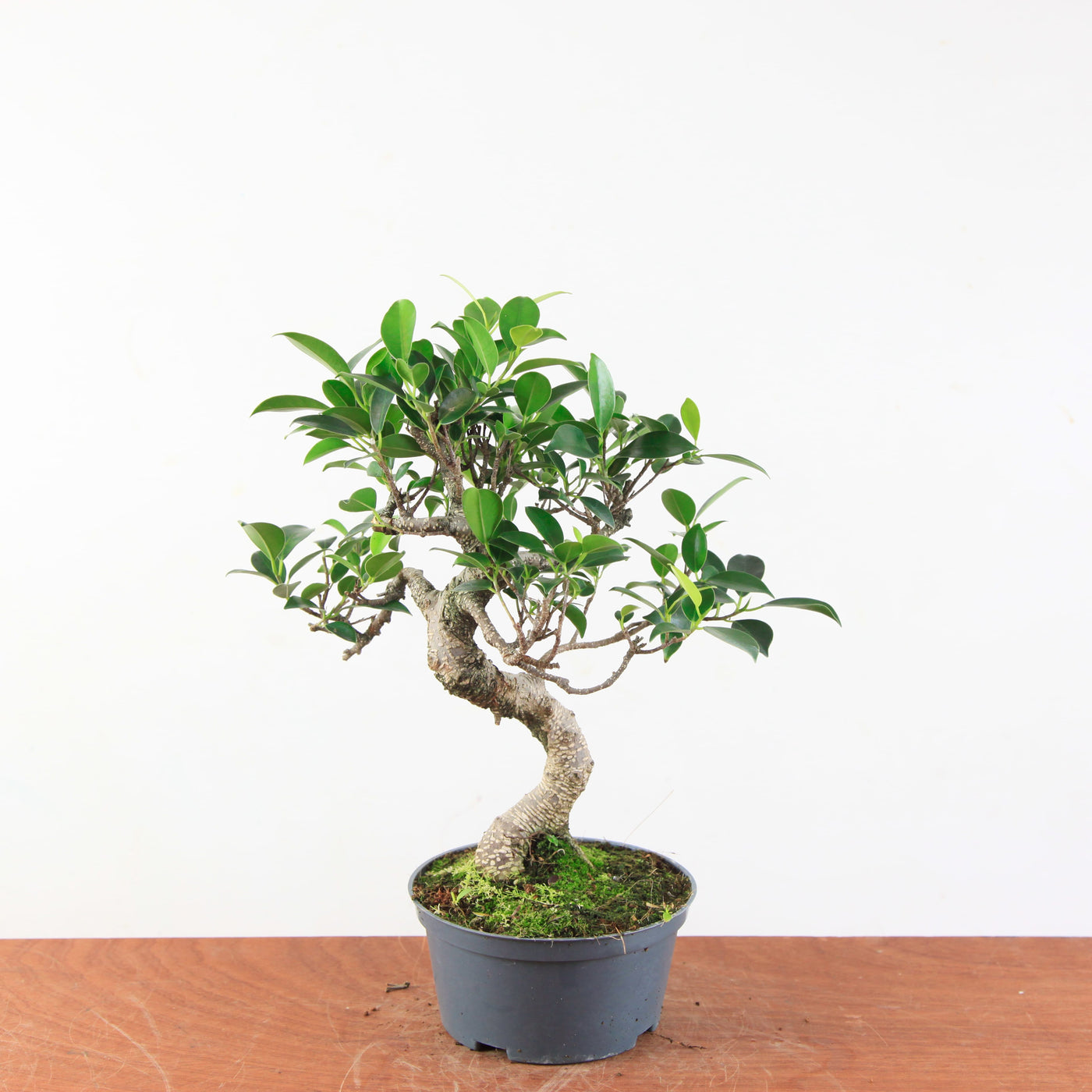 Bonsai Ficus Retusa - Binnenbonsai
