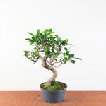 Bonsai Ficus Retusa - Binnenbonsai