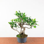 Bonsai Ficus Retusa - Binnenbonsai
