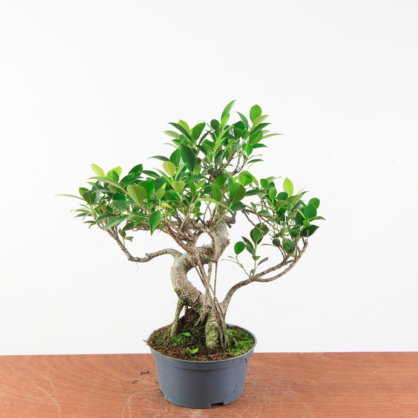Bonsai Ficus Retusa - Binnenbonsai