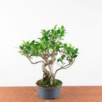 Bonsai Ficus Retusa - Binnenbonsai