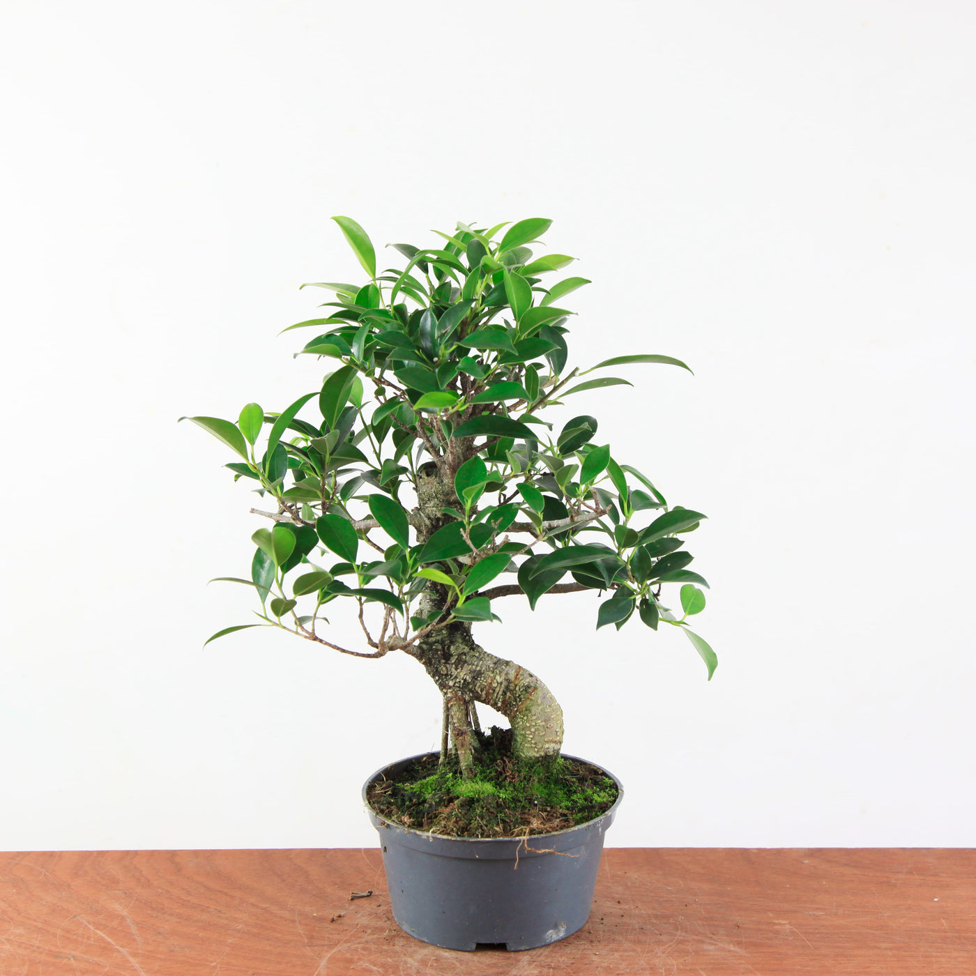 Bonsai Ficus Retusa - Binnenbonsai