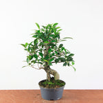 Bonsai Ficus Retusa - Binnenbonsai