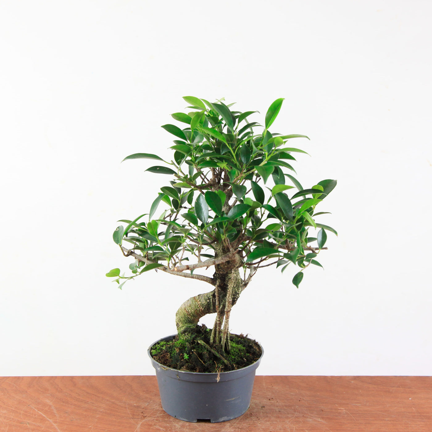 Bonsai Ficus Retusa - Binnenbonsai