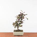Bonsai Malus