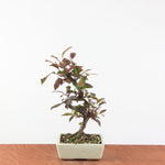 Bonsai Malus