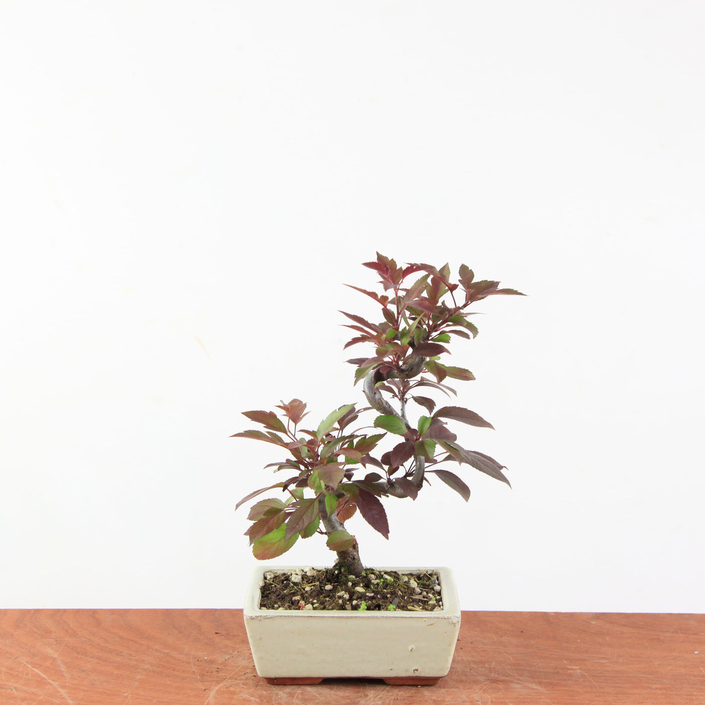 Bonsai Malus