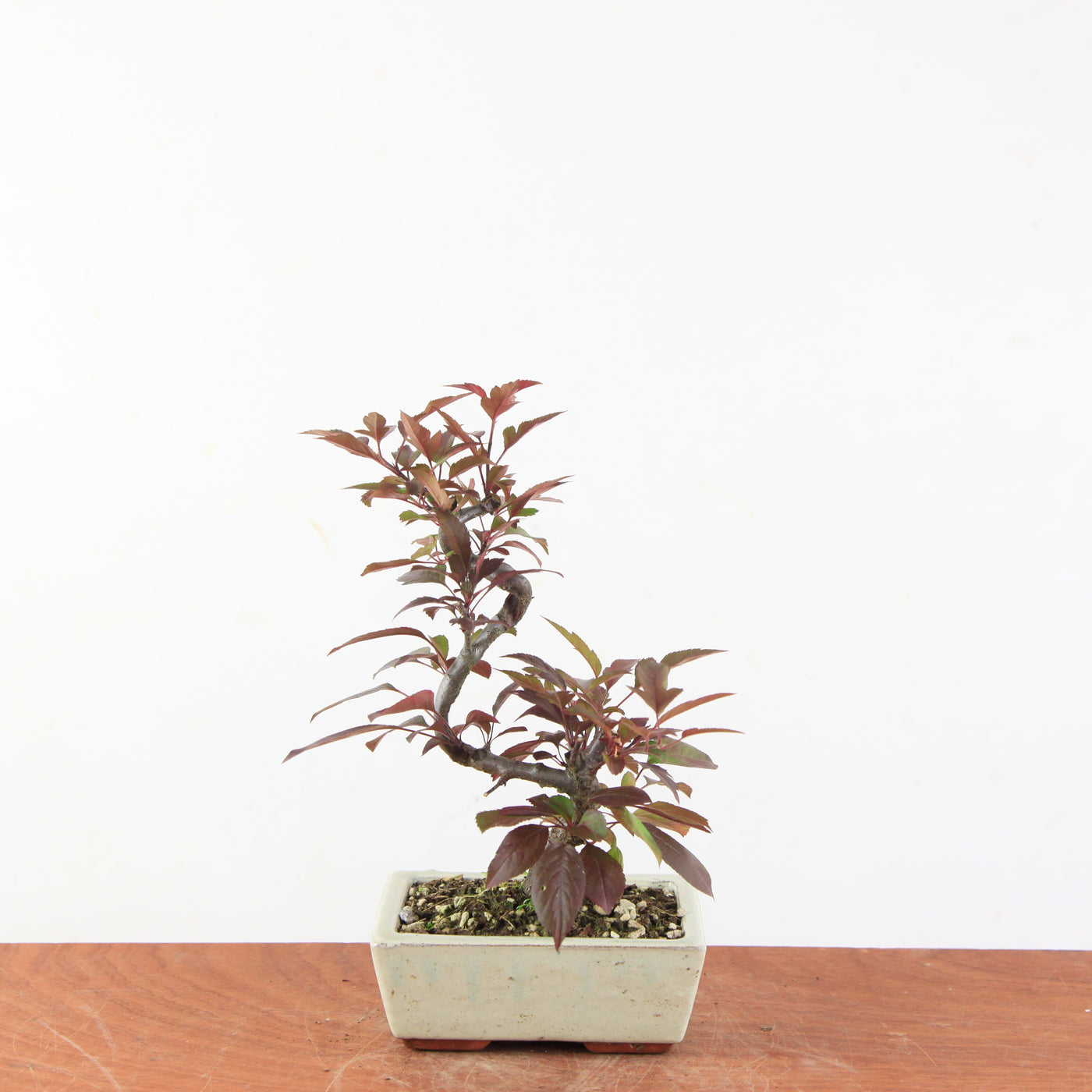 Bonsai Malus