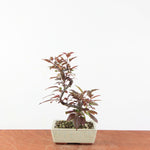 Bonsai Malus