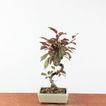 Bonsai Malus