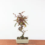 Bonsai Malus