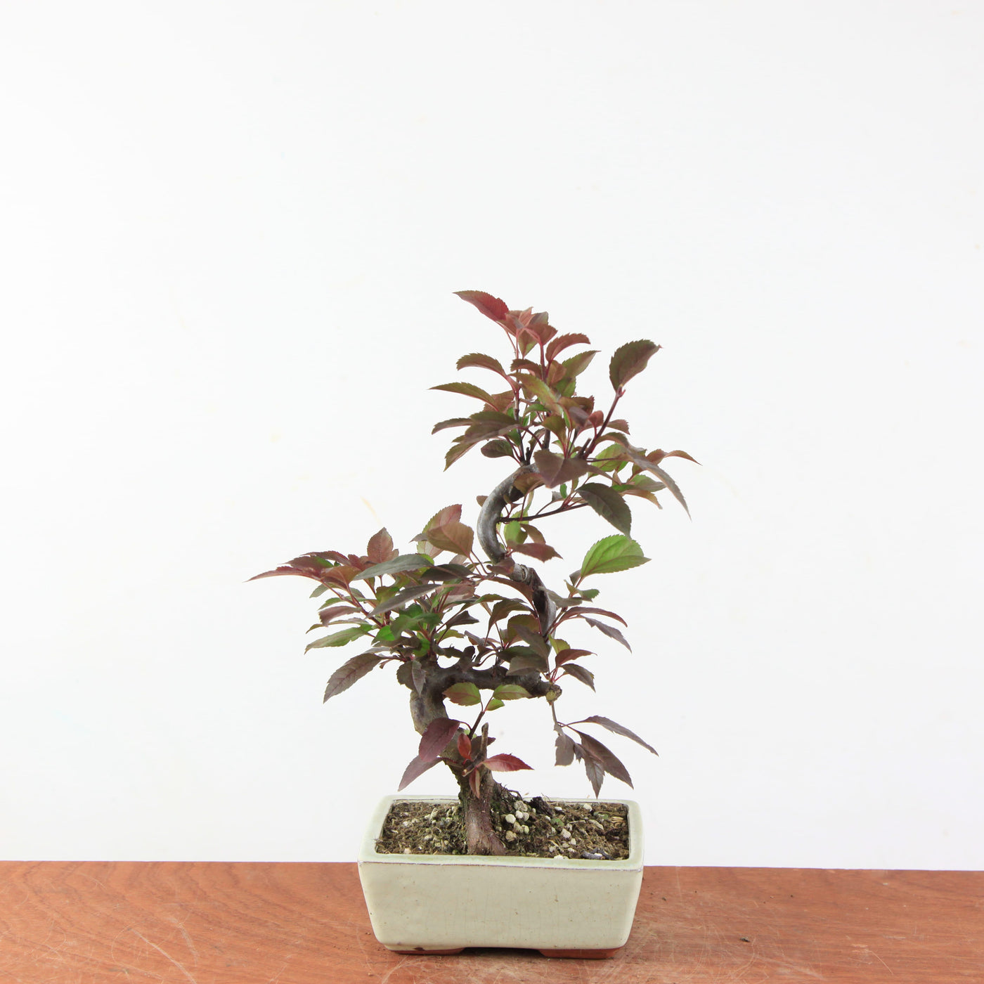 Bonsai Malus