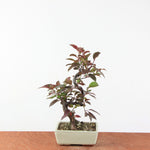 Bonsai Malus