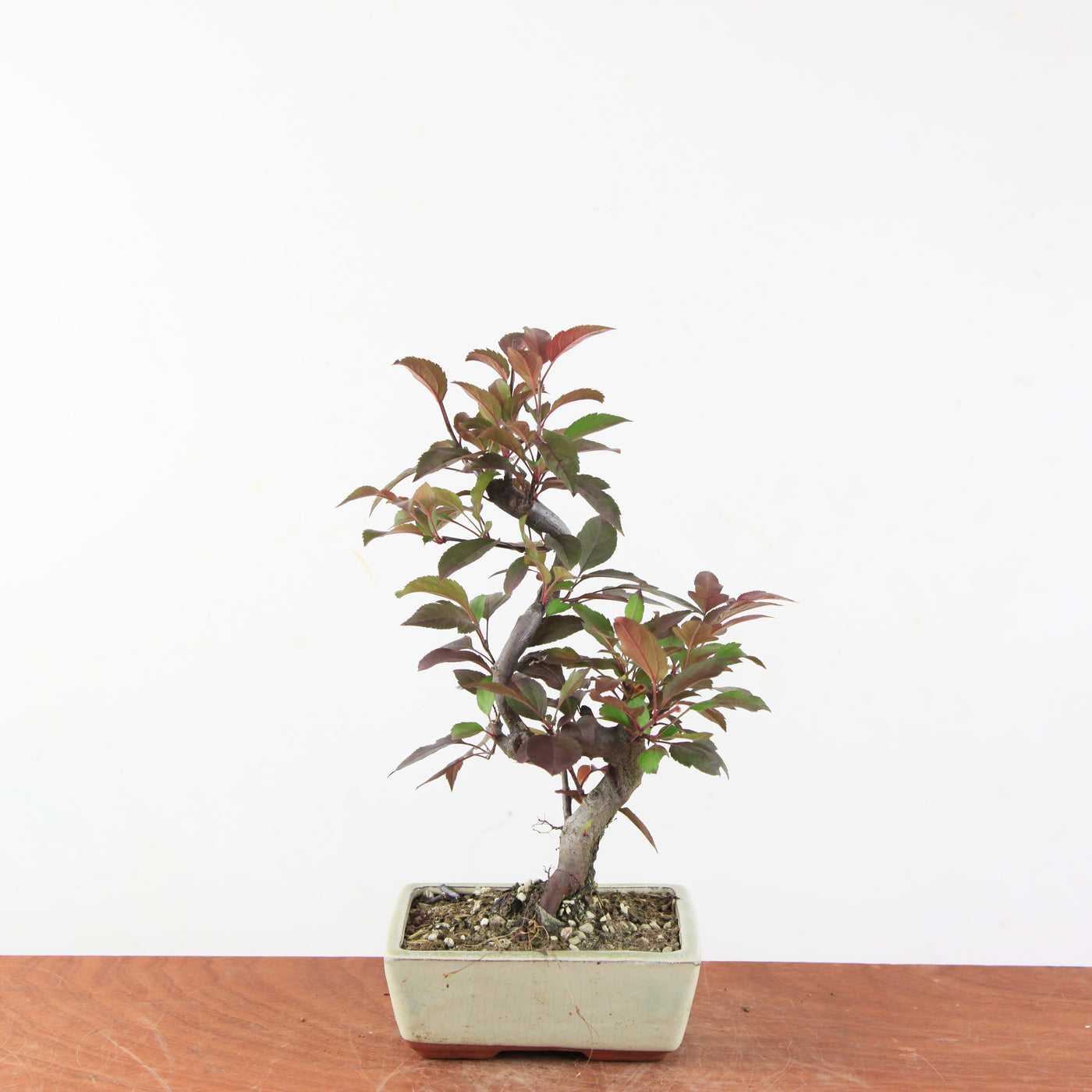 Bonsai Malus