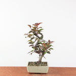 Bonsai Malus