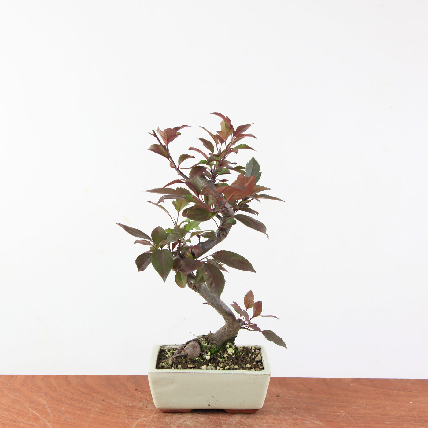 Bonsai Malus