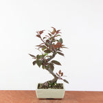 Bonsai Malus