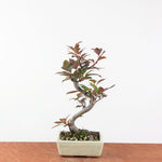 Bonsai Malus