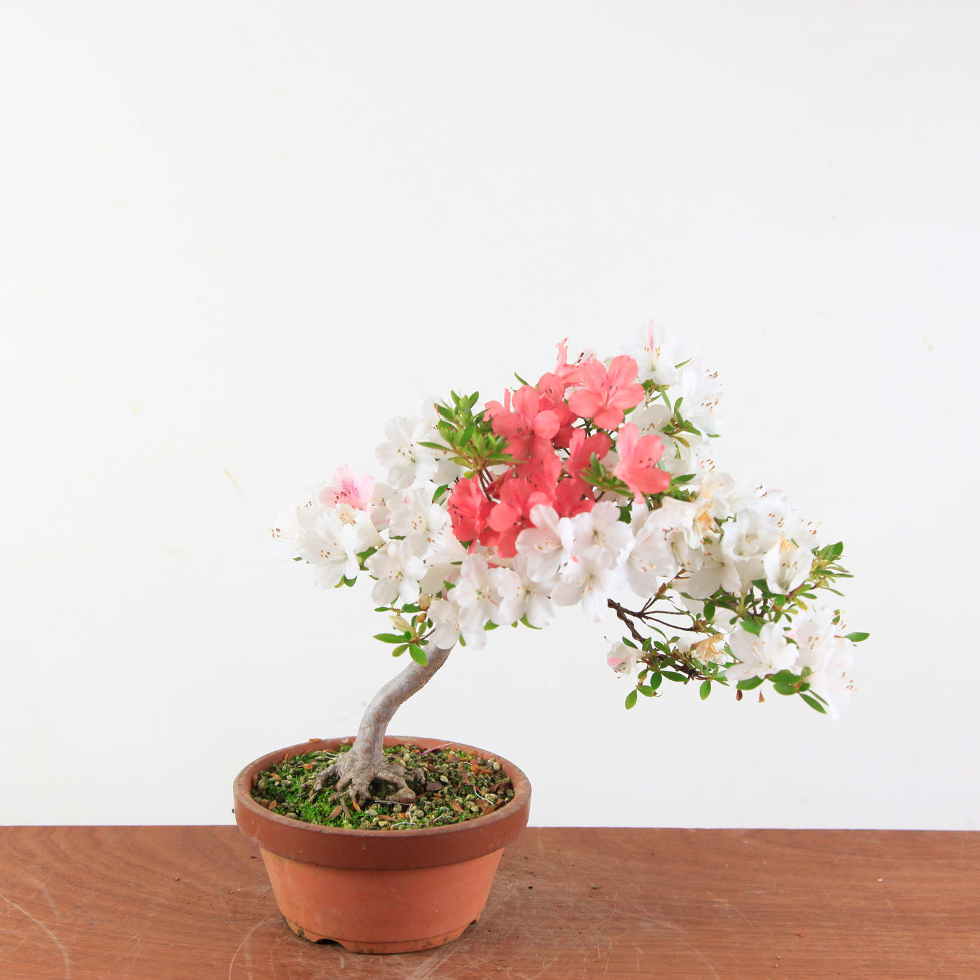 Bonsai Azalea Satsuki