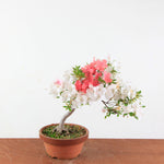 Bonsai Azalea Satsuki