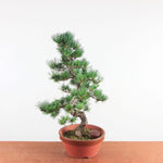 Bonsai Bonsai Pinus Parviflora – Witte Den