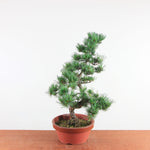 Bonsai Bonsai Pinus Parviflora – Witte Den