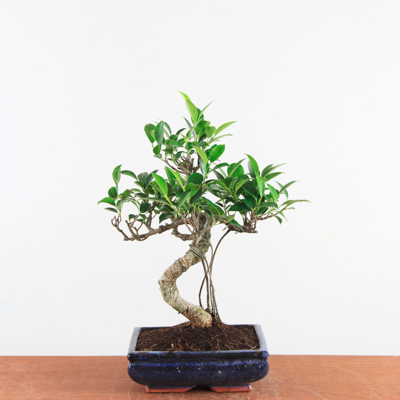 Bonsai Ficus Retusa - Binnenbonsai