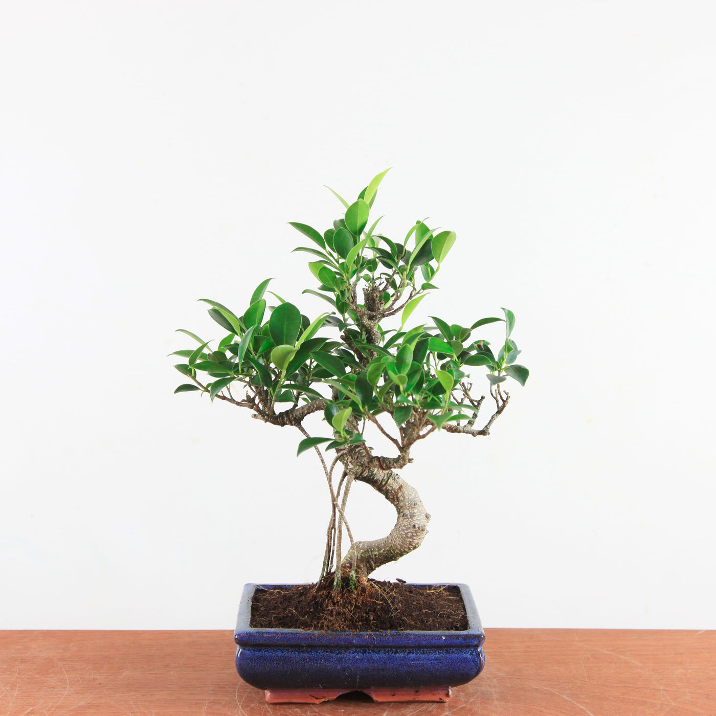 Bonsai Ficus Retusa - Binnenbonsai