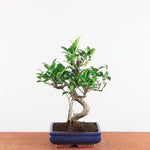 Bonsai Ficus Retusa - Binnenbonsai